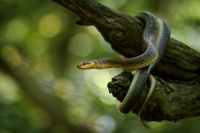 Uzovka stromova - Zamenis longissimus - Aesculapian Snake 5809